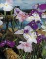 Tavi növények - Iris Ensata